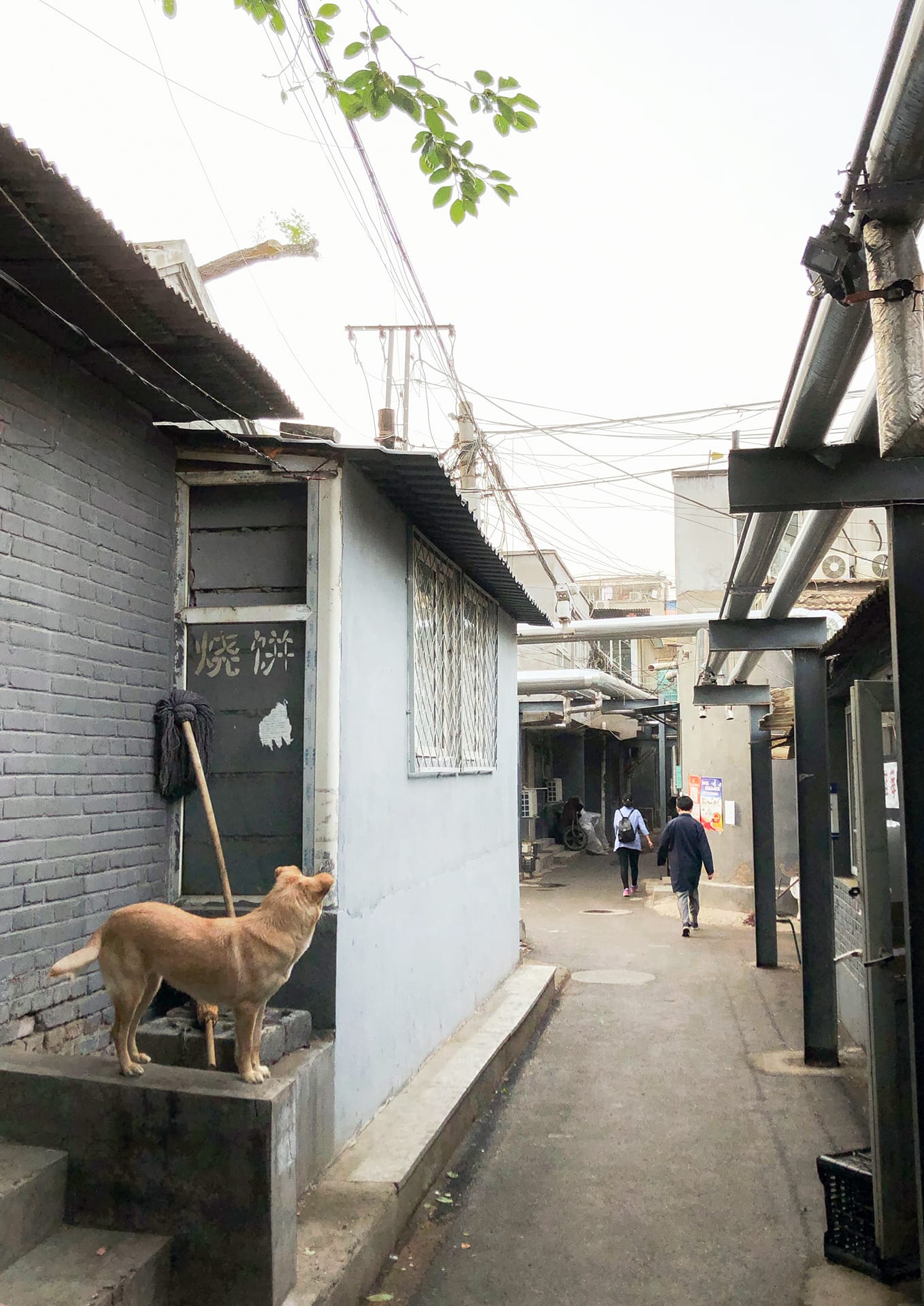 本想谈一谈胡同印象的,但是本文实在太长了,故作罢