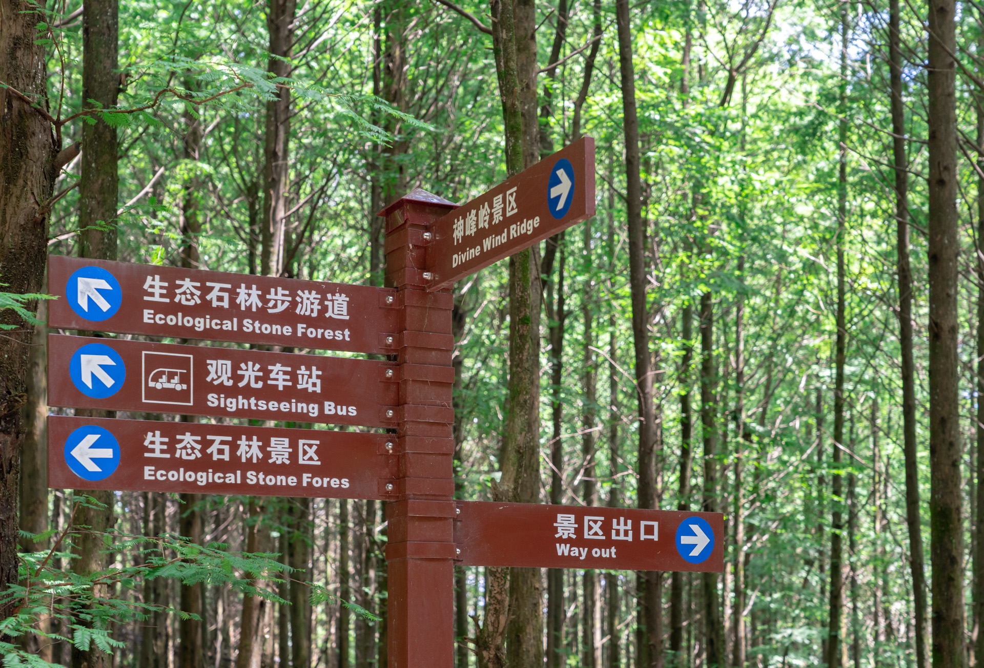 南川山王坪森林