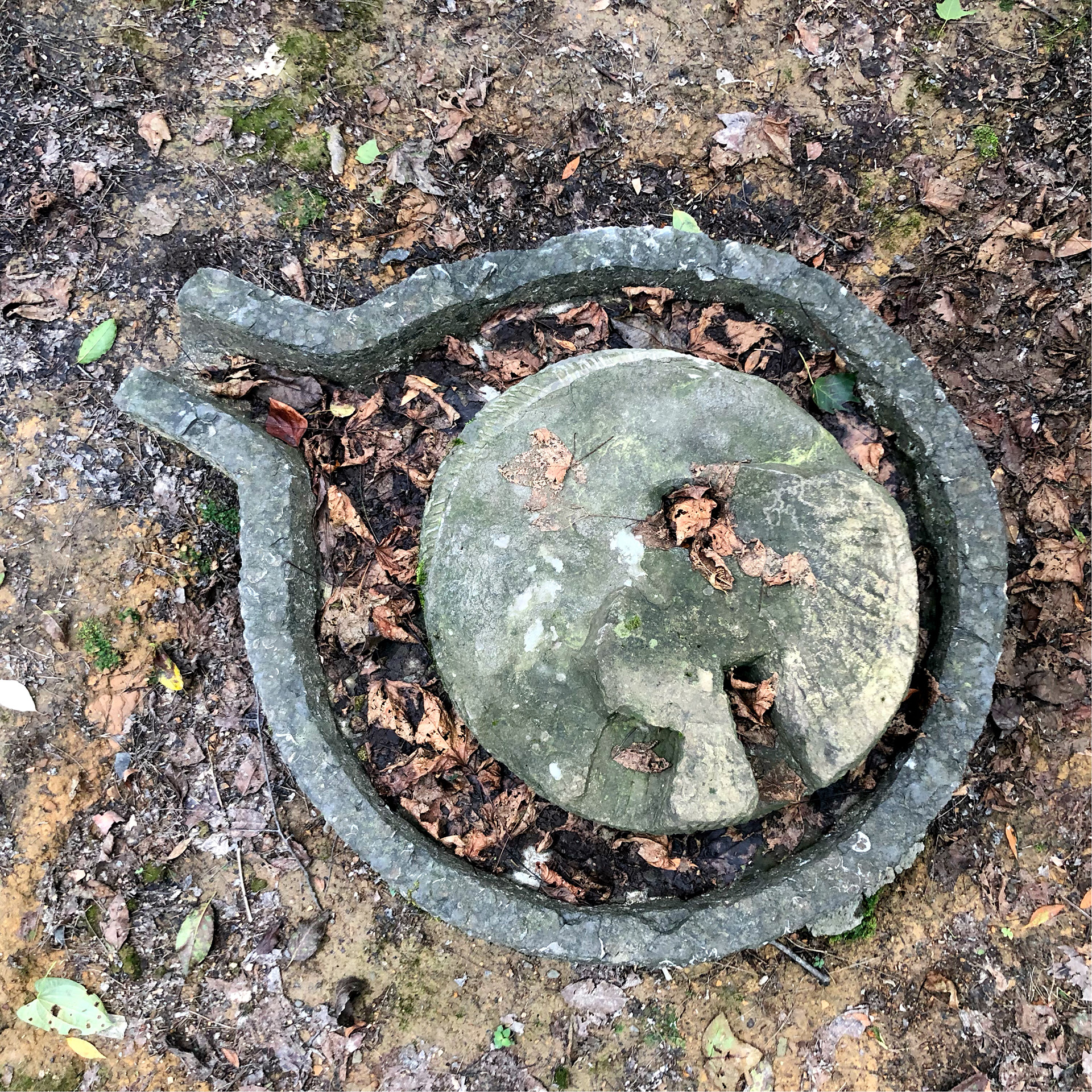南川山王坪森林