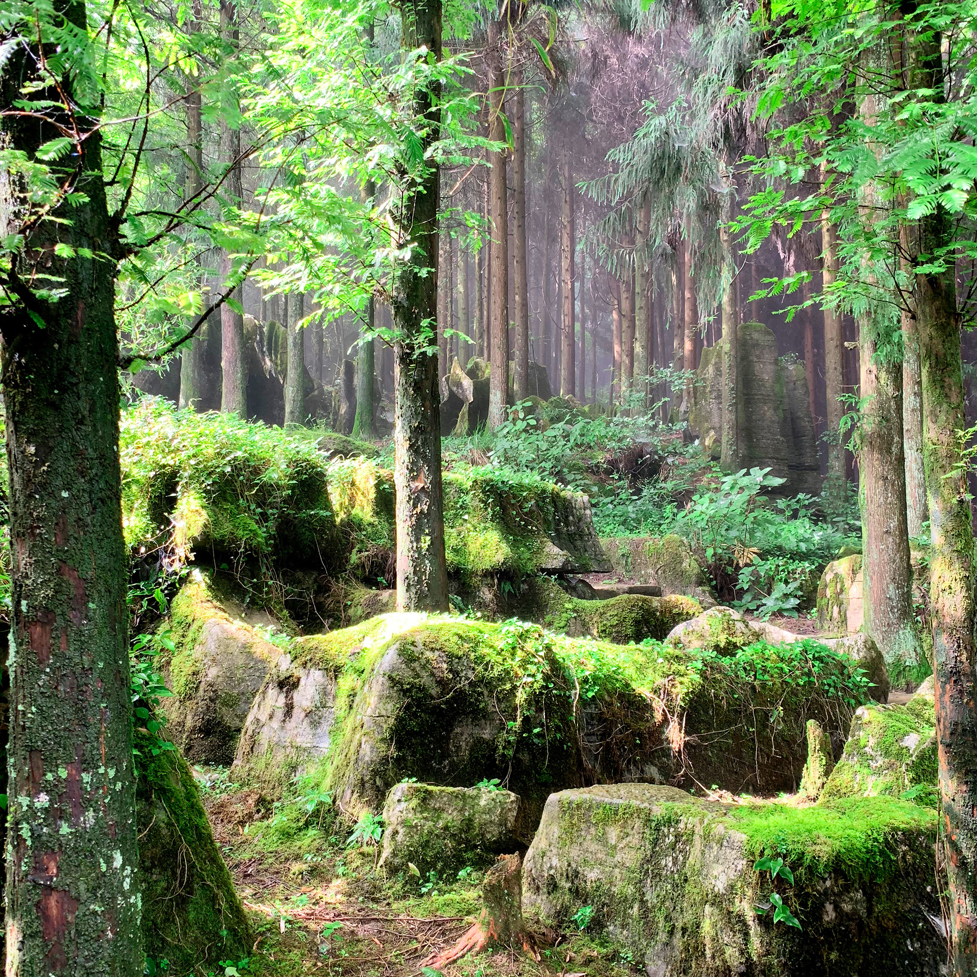 南川山王坪森林