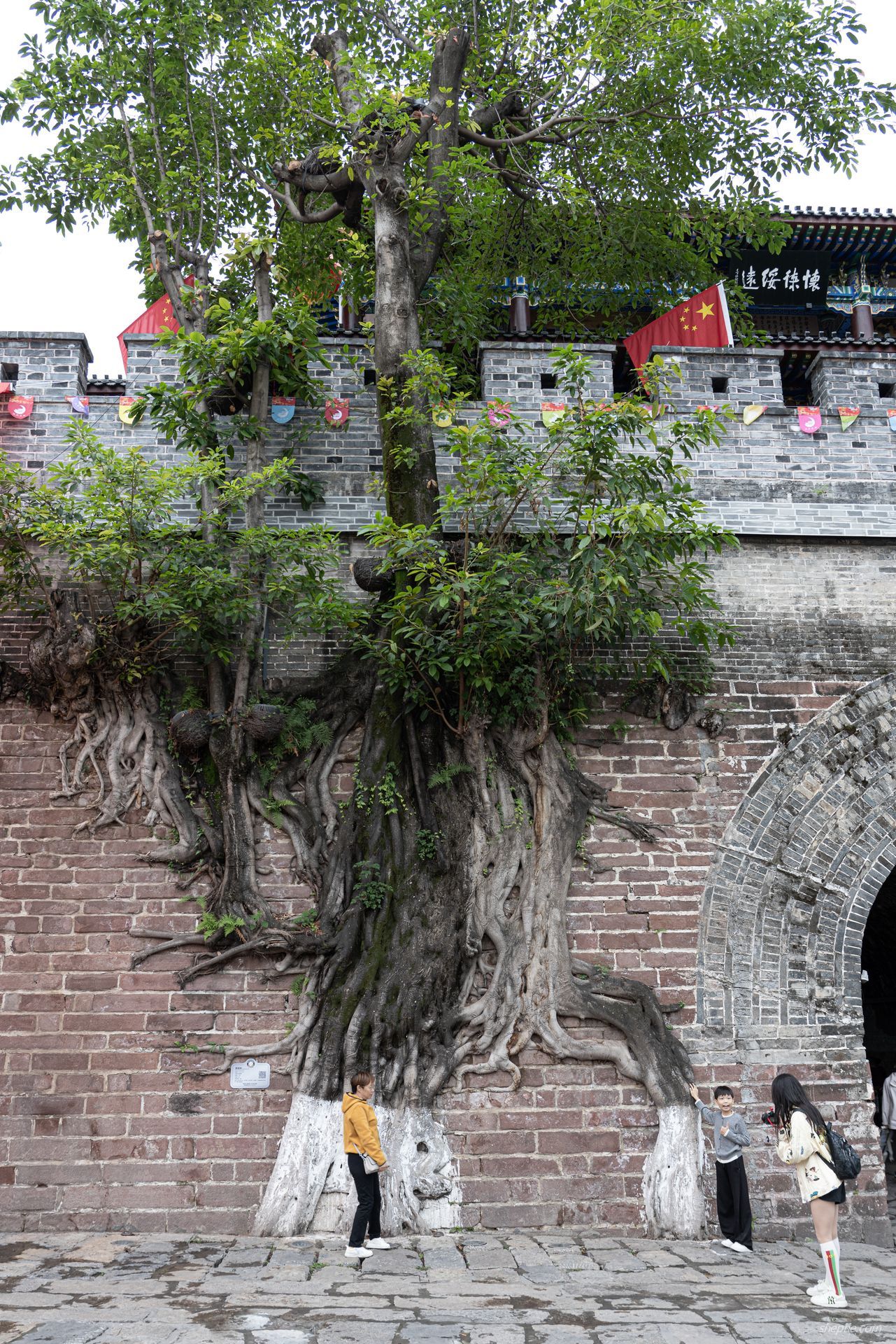 建昌古城上百年,嵌入城墙的黄桷树一定要打卡